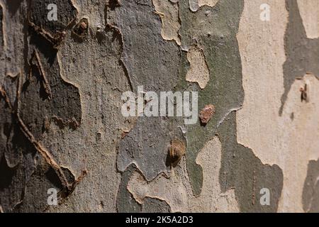 Bark texture. Plane tree bark texture background. Full frame tree trunk. Stock Photo
