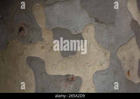Plane tree bark texture background. Abstract bark texture. Stock Photo