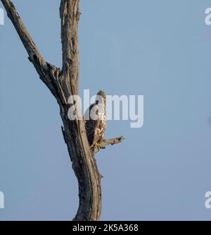 Hawk Curved Branch Stock Photo