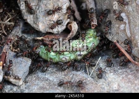 ants with a caterpillar as prey Stock Photo