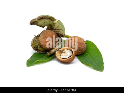 fresh walnut with shell isolated on white background Stock Photo