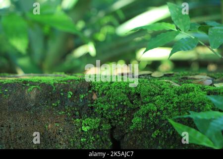 Beautiful green moss close up, Moss texture, Moss abstract background Stock Photo