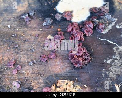 The saprobic fungus Ascocoryne sarcoides growing on a dead tree stub Stock Photo