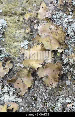 The navel lichen Umbilicaria spodochroa growing on a stone Stock Photo