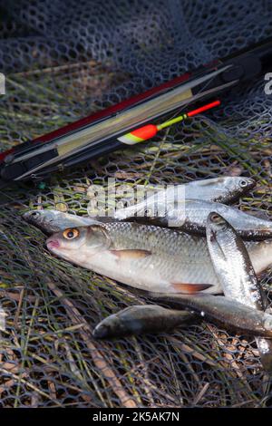 Catching fish. A lot of bleak known as Alburnus Alburnus and