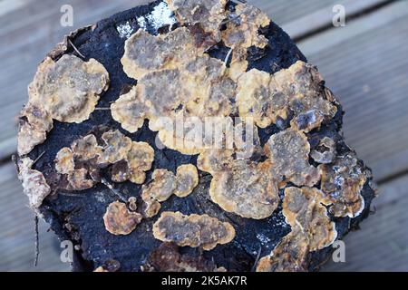 Bleeding broadleaf crust Stereum rugosum fungus growing on a tree stub Stock Photo