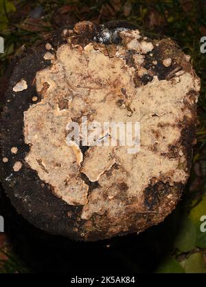 Bleeding broadleaf crust Stereum rugosum fungus growing on a tree stub Stock Photo