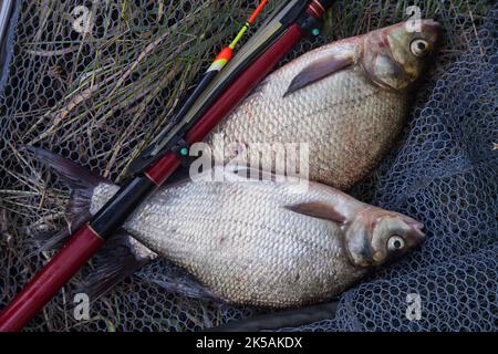 Catching fish - two big freshwater common bream known as bronze bream or carp bream (Abramis brama) with float rod on black fishing net. Stock Photo