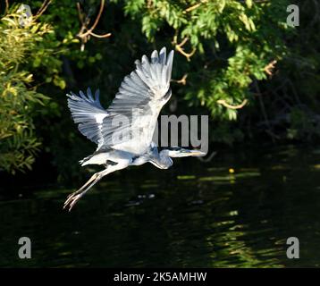 A grey heron, sun lit in flight. Stock Photo