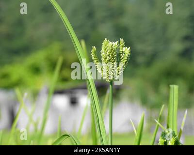 A closeup selective shot of a ragi-finger millet, Eleusine coracana in a field Stock Photo