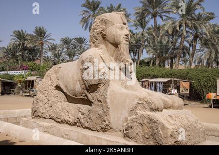 a sphinx outside the temple of ptah in memphis the ancient capital of egypt a unesco world heritage site Stock Photo
