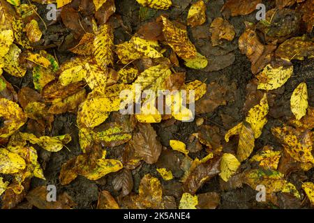Yellow Fallen Leaves On Wet Ground, Autumnal Background Stock Photo
