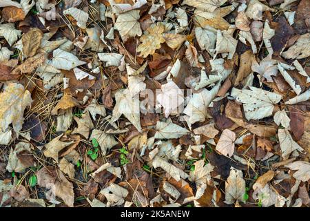 Dry fallen leaves lying on the ground Stock Photo