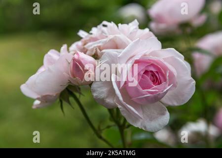 Wonderful clusters with very elegant buds and flower rose. The blooms are a lovely glowing mid pink at the centre, paling towards the edges Stock Photo