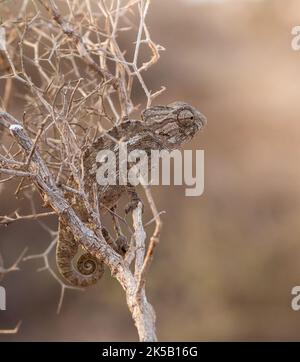 A chameleon on a dry tree branch in Morocco. Stock Photo