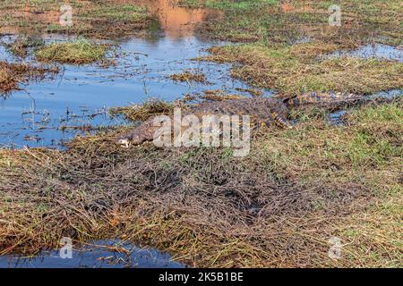 Crocodile resting along the banks of the Chobe River in Chobe National Park Botswana Stock Photo