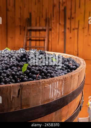Peeled ripe grapes in barrel, ready for pressing Stock Photo