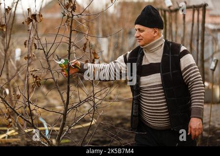Portrait of man pruning apricot brunches with the pruner Stock Photo