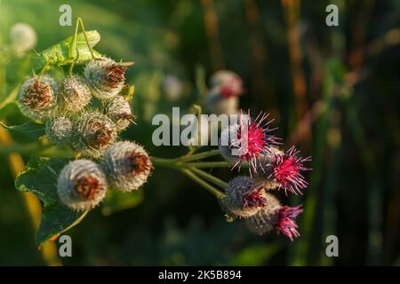 Arctium lappa commonly called greater burdock. Blooming burdock flowers. A grasshopper in the background. Stock Photo