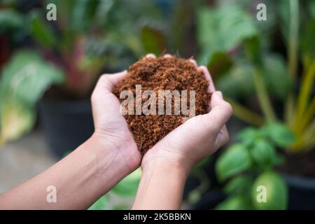 Farmer hand holding coconut coir dust and coconut fiber. Coconut fluff on vegetable background Stock Photo