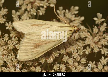 Detailed closeup on a small white carrot seed moth, Sitochroa palealis sitting on Daucus carrota Stock Photo