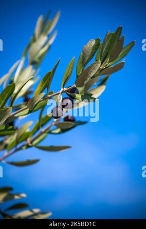 Fresh olives growing on vine against blue sky Stock Photo