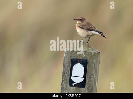 A Wheatear (Oenanthe oenanthe) perched on a national trail wooden post, Norfolk Stock Photo