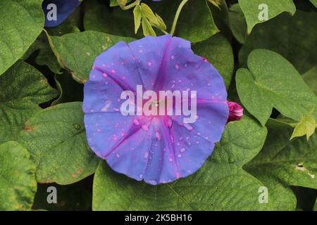 Blue Morning Glory flower Stock Photo