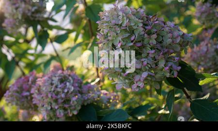 Hydrangea blooms in the morning sunlight Stock Photo