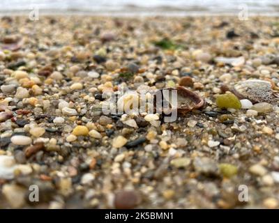 Close-up of seashells covering Port Jefferson beach on Long Island Sound. Stock Photo