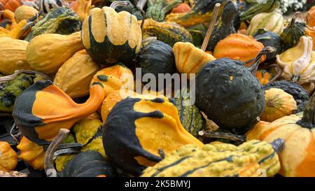 Assorted gourds for sale at a roadside farm stand in New York during autumn Stock Photo