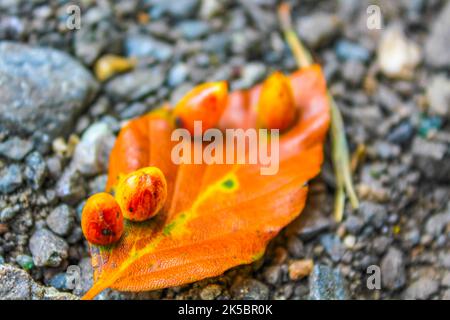 Orang yellow autumn leaves on the asphalt ground with mushrooms fruits fungal infestation in Leherheide Bremerhaven Bremen Germany. Stock Photo