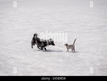 Adorable cat and dog playing in salt flats Stock Photo