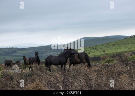 Dartmoor ponies horse national parc England United Kingdom Stock Photo