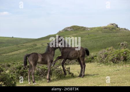 Dartmoor ponies horse national parc England United Kingdom Stock Photo