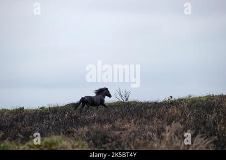 Dartmoor ponies horse national parc England United Kingdom Stock Photo