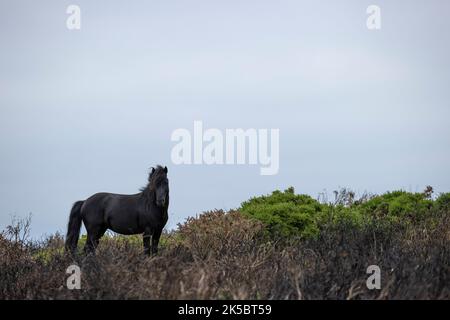 Dartmoor ponies horse national parc England United Kingdom Stock Photo