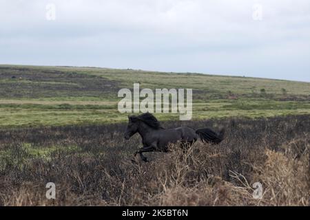 Dartmoor ponies horse national parc England United Kingdom Stock Photo