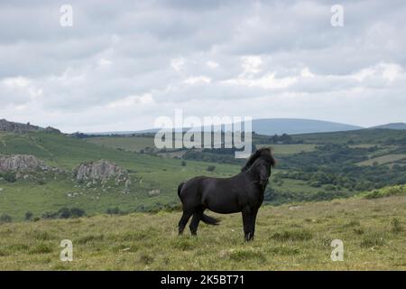 Dartmoor ponies horse national parc England United Kingdom Stock Photo