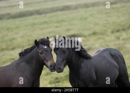 Dartmoor ponies horse national parc England United Kingdom Stock Photo