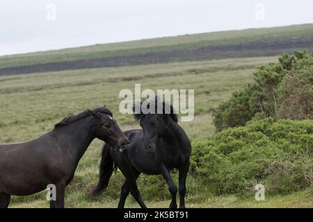 Dartmoor ponies horse national parc England United Kingdom Stock Photo