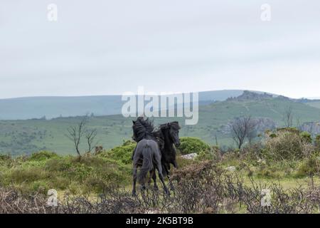 Dartmoor ponies horse national parc England United Kingdom Stock Photo