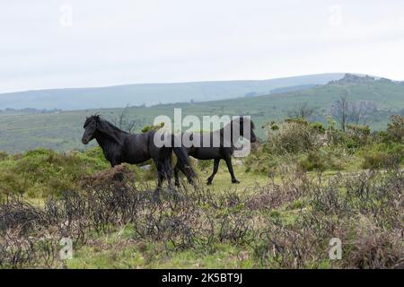 Dartmoor ponies horse national parc England United Kingdom Stock Photo