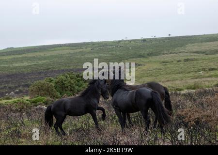 Dartmoor ponies horse national parc England United Kingdom Stock Photo