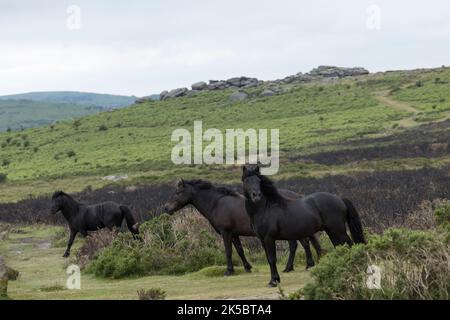 Dartmoor ponies horse national parc England United Kingdom Stock Photo