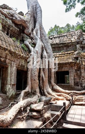Classical picture of Ta Prohm Temple, Angkor, Cambodia. The roots of the trees sprouted into the ruins of temple Ta Prom Angkor Wat in Siem Reap, Camb Stock Photo