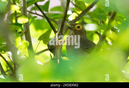 Mother bird, feeding its baby in a birds nest hidden in a tree. Stock Photo