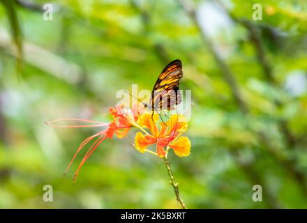 Orange butterfly sipping nectar from a tropical flower. Gulf Fritillary drinking from Pride of Barbados flower. Stock Photo