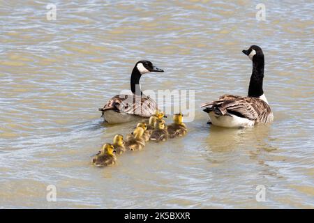 A family of Canadian geese and goslings swimming in a pond in the morning sunlight. Stock Photo