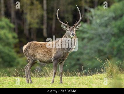 Standing Proud . A Red Deer Stag ( Cervus elaphus ) taken against the dark pine  forest in Glen Affric . Scotland, UK Stock Photo